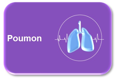 Poumon