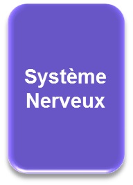 Syst�me nerveux